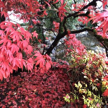Lan Su Chinese Garden - Beautiful fall foliage - Botanical Gardens Near Me - Portland, Oregon
