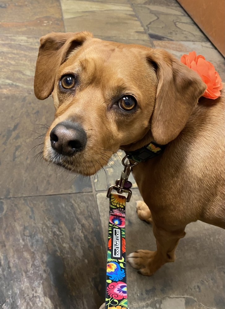 DALLAS VETERINARY SURGICAL CENTER Updated July 2024 26 Photos & 46