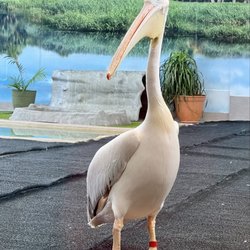 Clearwater Marine Aquarium - Pelican