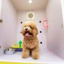 Photo of Alpha Grooming Pet Salon