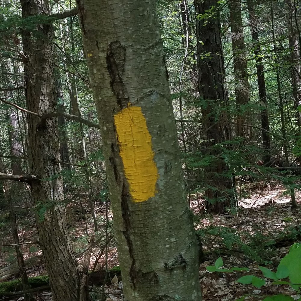 Ethel Walker Woods - Marker for the Yellow Trail - Hiking Near Me Ethel Walker Woods - Marker for the Yellow Trail - Hiking Near Me