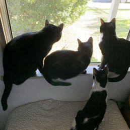 Just a few of my kitties Just a few of my kitties