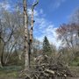 Simple Tree Service