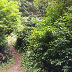 Cape Perpetua Campground - Looking up to the road from site 15. Pretty private spot
