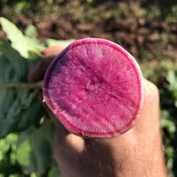 Loam Agronomics - a hand holding a radish - CSA Near Me - Richmond, Texas Loam Agronomics - a hand holding a radish - CSA Near Me - Richmond, Texas