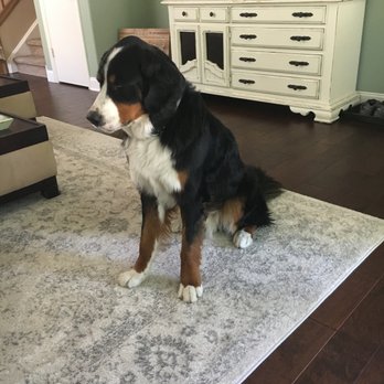KK9 Dog Training - Great sit! - Pet Training Near Me - Loveland, Colorado KK9 Dog Training - Great sit! - Pet Training Near Me - Loveland, Colorado