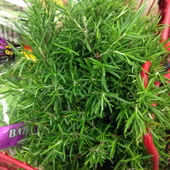 Trader Joe's - Hehe there's a bush in my cart - Grocery Near Me - Roseville, California Trader Joe's - Hehe there's a bush in my cart - Grocery Near Me - Roseville, California