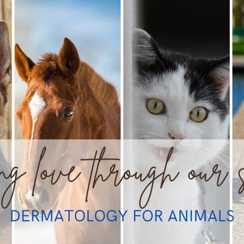 Dermatology for Animals - Hoffman Estates - Veterinarians Near Me - Hoffman Estates, Illinois Dermatology for Animals - Hoffman Estates - Veterinarians Near Me - Hoffman Estates, Illinois