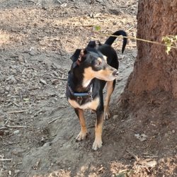 Paladin Pet Services - Toby maybe small, but after getting over some reactivity he loves to play with the big dogs!