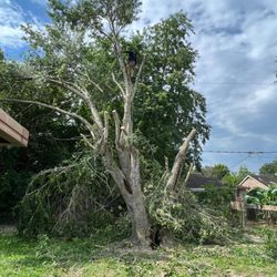 Houston Lawn Care & Tree Service