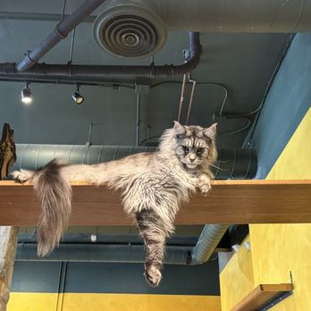 Seattle Meowtropolitan - The main coon - Themed Cafes Near Me - Seattle, Washington Seattle Meowtropolitan - The main coon - Themed Cafes Near Me - Seattle, Washington