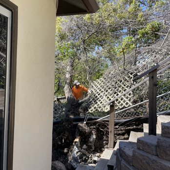 Moreno Tree Service - Fallen tree - Tree Services Near Me Moreno Tree Service - Fallen tree - Tree Services Near Me