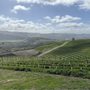 Wine Tasting Designated Drivers