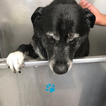 Fresh Pup Spa - rinsing time - looking better - Pet Groomers Near Me Fresh Pup Spa - rinsing time - looking better - Pet Groomers Near Me