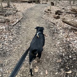 Bauervic Woods Park - My dog at Bauervic Woods Prk.