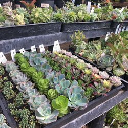 Ruth Bancroft Garden & Nursery