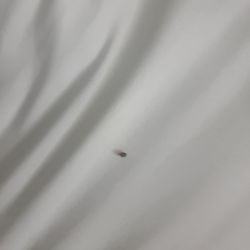 Comfort Suites Near Gettysburg Battlefield Visitor Center - Yes, that's a bedbug.