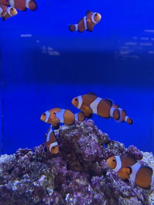 The Ocean Floor 89 Photos 99 Reviews Pet Stores 2347 W