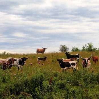 Circle S Ranch & Country Inn - It's a working ranch - Bed & Breakfast Near Me - Lawrence, Kansas