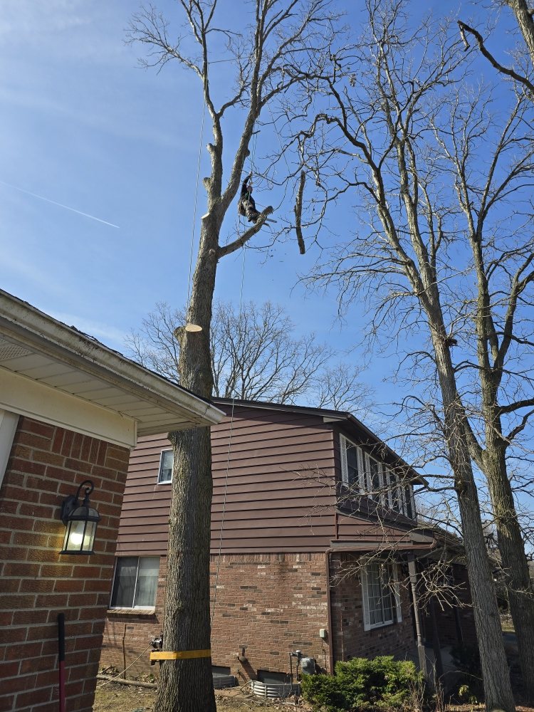Coffman's Tree Service - tree service in Rochester Hills, MI