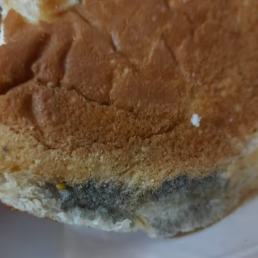 moldy chicken sandwich I didn't see until I flipped it over