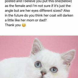 Here is the kitten i was asking about Here is the kitten i was asking about