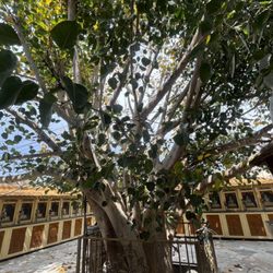 Sarathchandra Buddhist Center