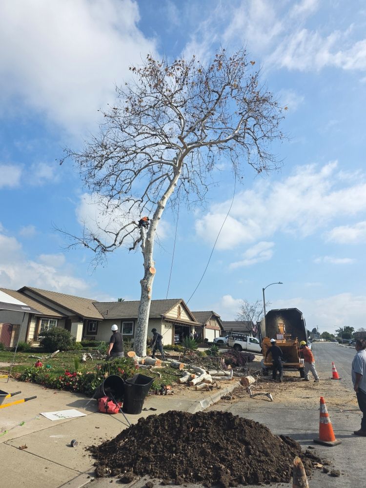 Gabriel Lopez Tree Service - tree service in La Puente, CA