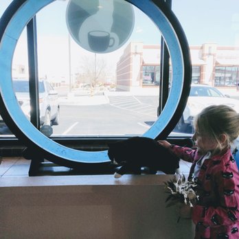 Catopia Cat Cafe - trying to convince the cat to use the wheel - Pet Adoption Near Me - Albuquerque, New Mexico