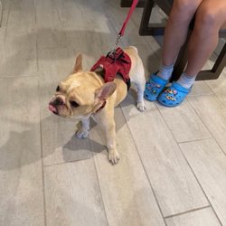Simply In Demand Chiropractic - Dog