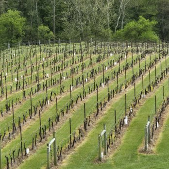 Delaplane Cellars - Vines - Wineries Near Me - Delaplane, Virginia Delaplane Cellars - Vines - Wineries Near Me - Delaplane, Virginia