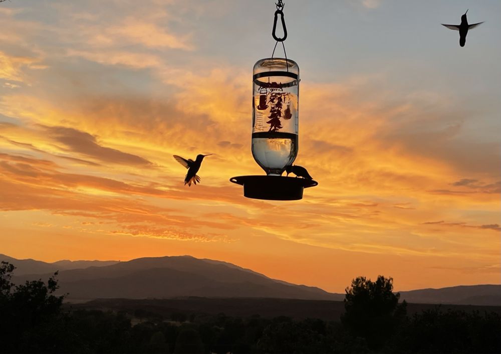 BEST 1 HUMMINGBIRD FEEDER Updated September 2024 1935 W Ditto Rd