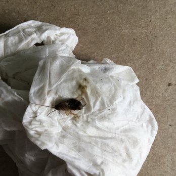 Sonesta ES Suites Chatsworth - Manager Jennifer Eldridge denies roach problem. - Hotels Near Me - Chatsworth, California Sonesta ES Suites Chatsworth - Manager Jennifer Eldridge denies roach problem. - Hotels Near Me - Chatsworth, California