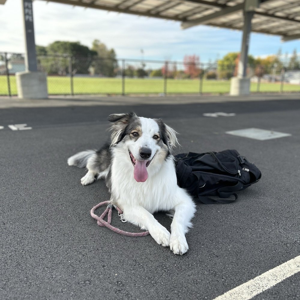 THE BEST 10 Dog Agility Training in Solano County, CA - Quality &  Affordability - Updated 2026 - Yelp