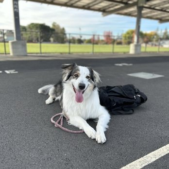Higher Mind Canine - Casper in a down stay - Pet Training Near Me Higher Mind Canine - Casper in a down stay - Pet Training Near Me