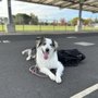 Photo of Higher Mind Canine