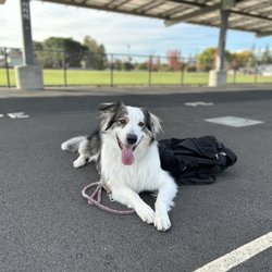 Higher Mind Canine - Casper in a down stay