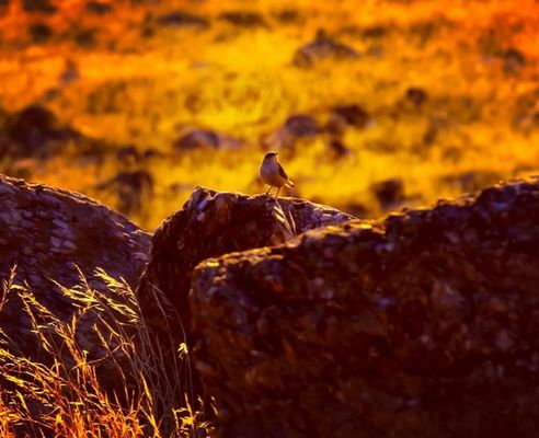 Antelope Island by null