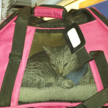 A Cat's View Veterinary Hospital - Our new kitty! - Veterinarians Near Me - Valley Center, California A Cat's View Veterinary Hospital - Our new kitty! - Veterinarians Near Me - Valley Center, California