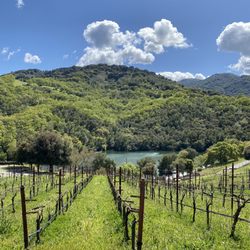 Alamitos Vineyards