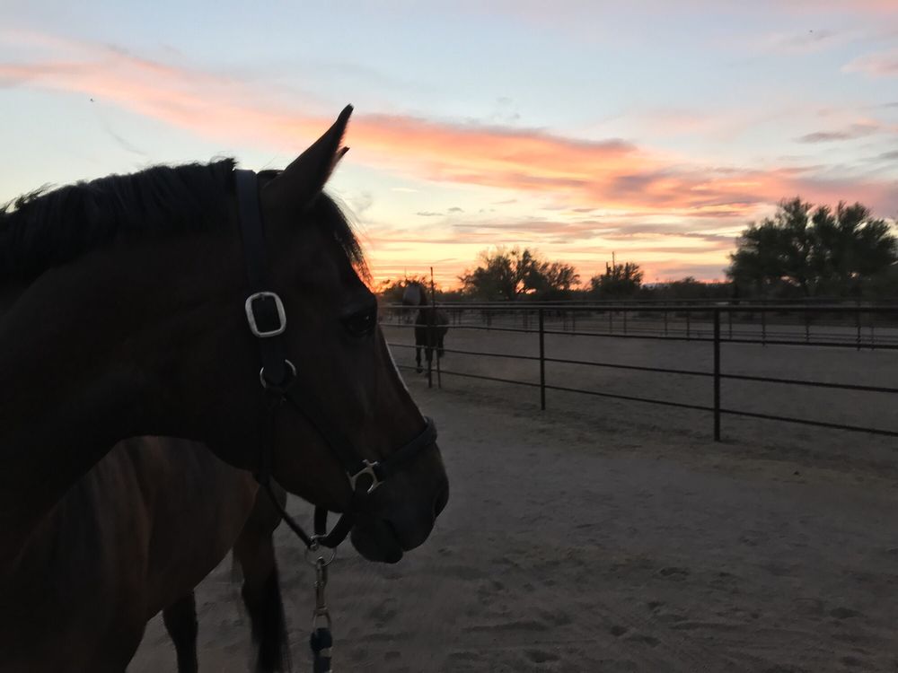 Osoready Equestrian Center Logo