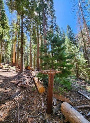 Mariposa Grove by null