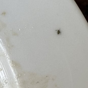 Tantawan Thai Kitchen - bug - Thai Near Me - Rosemead, California Tantawan Thai Kitchen - bug - Thai Near Me - Rosemead, California