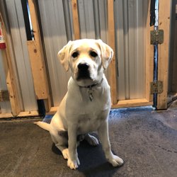 Swing On brewing - Cooper.   The Brewery Pup