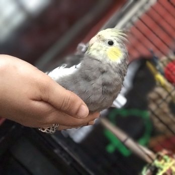 budgie pet shops near me
