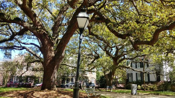Washington Square by null