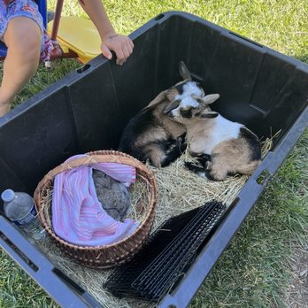 Bring the Barn - Petting Zoos Near Me Bring the Barn - Petting Zoos Near Me