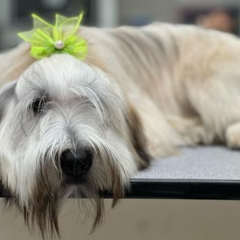 A Pet Grooming Salon - Pet Sitting Near Me - Pembroke Pines, Florida A Pet Grooming Salon - Pet Sitting Near Me - Pembroke Pines, Florida