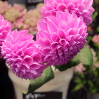 青山フラワーマーケット Florists 下京区烏丸通塩小路下ル東塩小路町901 京都市 京都府 Japan Phone Number Yelp