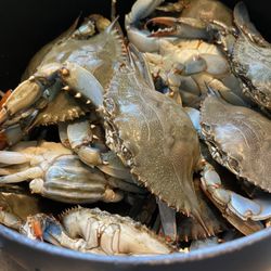 Live crabs